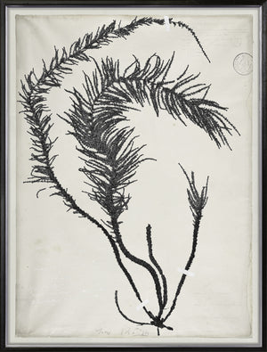 De Mari Series VI framed art print, Gild Silver, 31 × 41 in