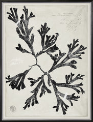 31 × 41 in – Gild Silver