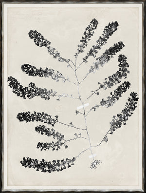 De Mari Series I wall art featuring a black botanical print on a light background