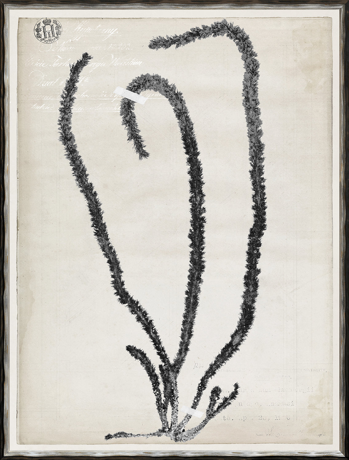 De Mari Series II wall art featuring black and white botanical illustration on textured background.