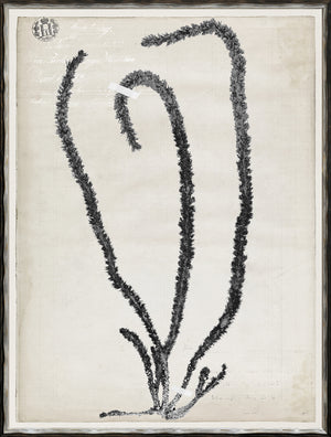 De Mari Series II wall art featuring black and white botanical illustration on textured background.