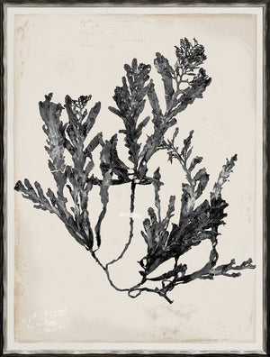 De Mari Series III wall art featuring a black and white botanical illustration on textured paper.