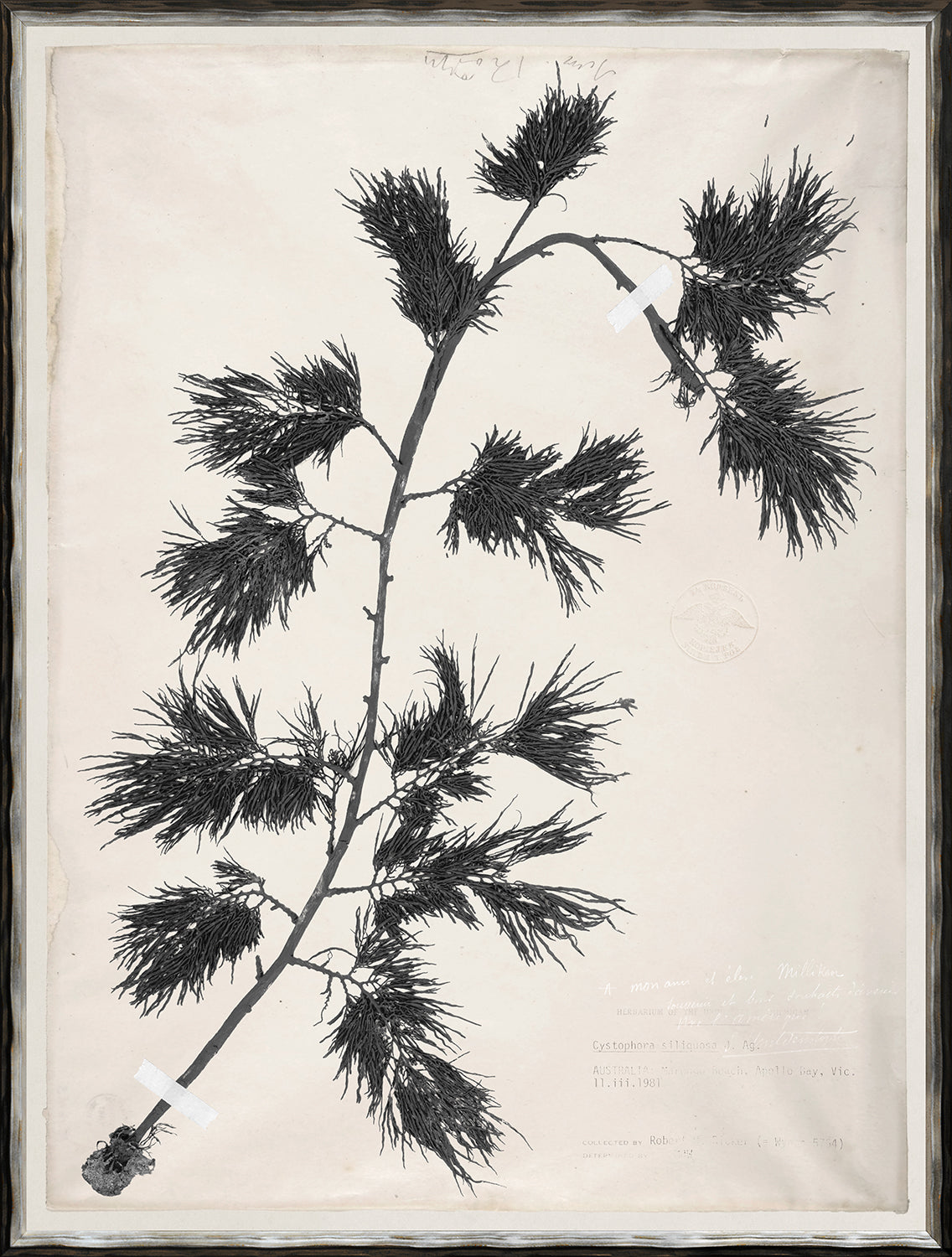 De Mari Series IV wall art featuring a black silhouette of a plant on cream paper.