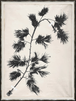 De Mari Series IV wall art featuring a black silhouette of a plant on cream paper.