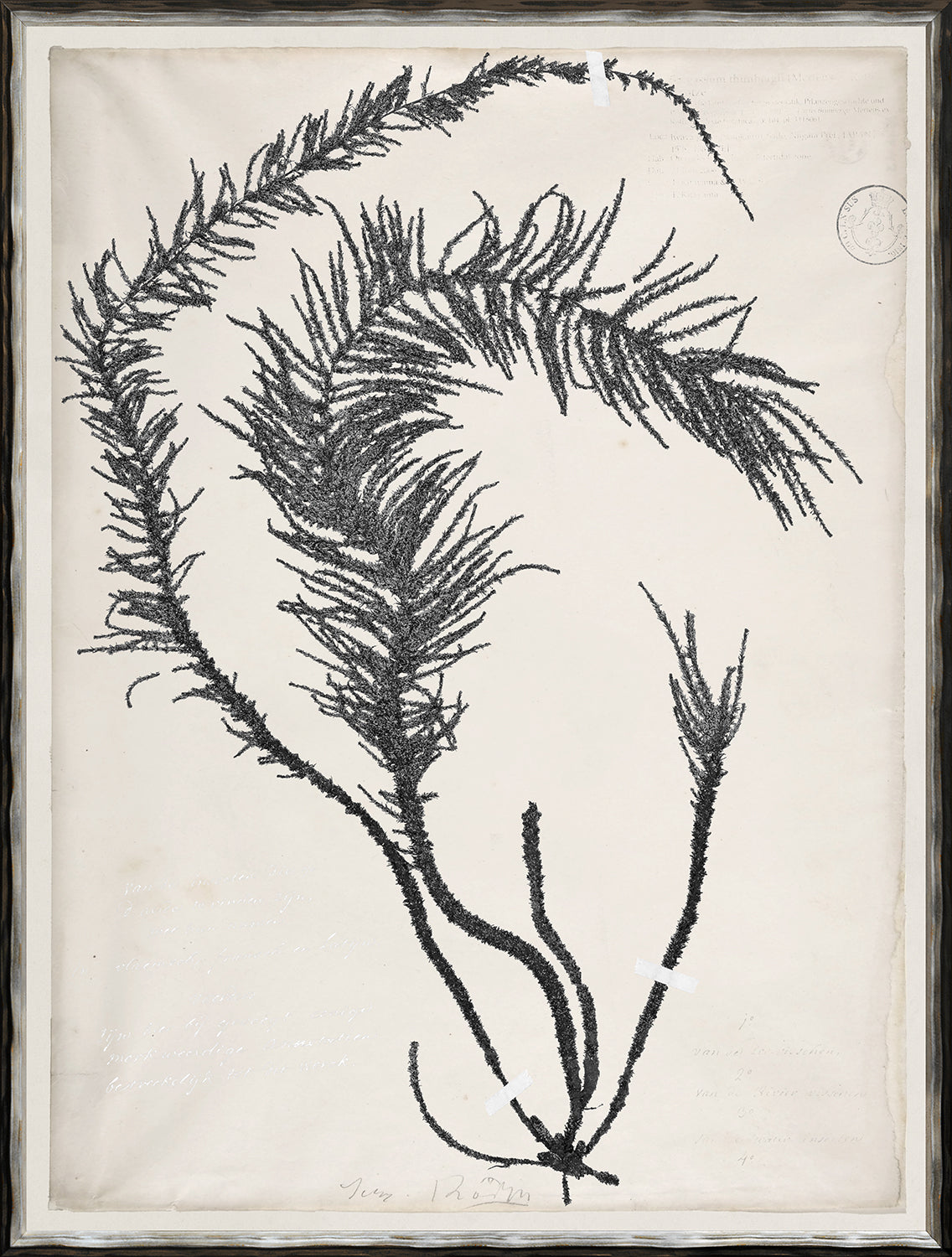 De Mari Series VI wall art featuring black botanical illustration on cream background