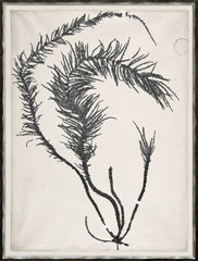 19 × 25 in