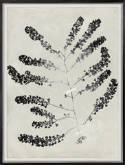 31 × 41 in