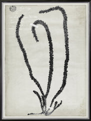 31 × 41 in
