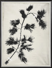 31 × 41 in