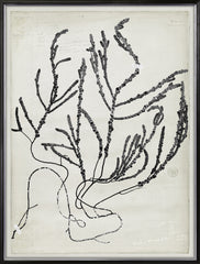 31 × 41 pulg