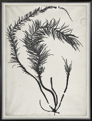 31 × 41 in