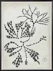 31 × 41 in