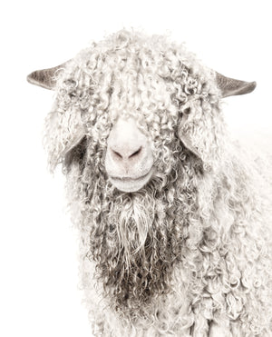 Angora Goat — nature and landscape fine art print shown from another angle
