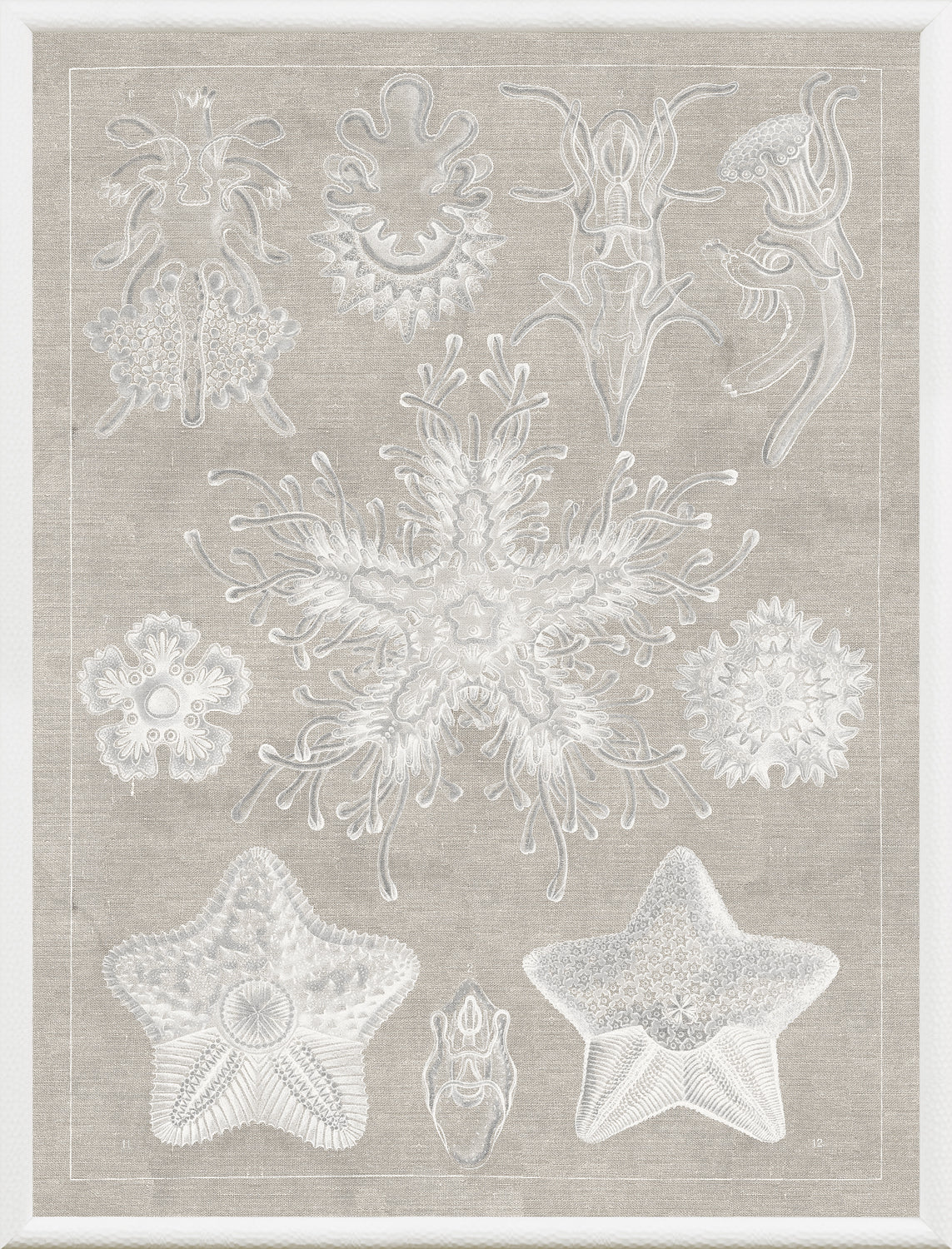 Marine Phyla I wall art featuring intricate white marine life illustrations on a beige background.