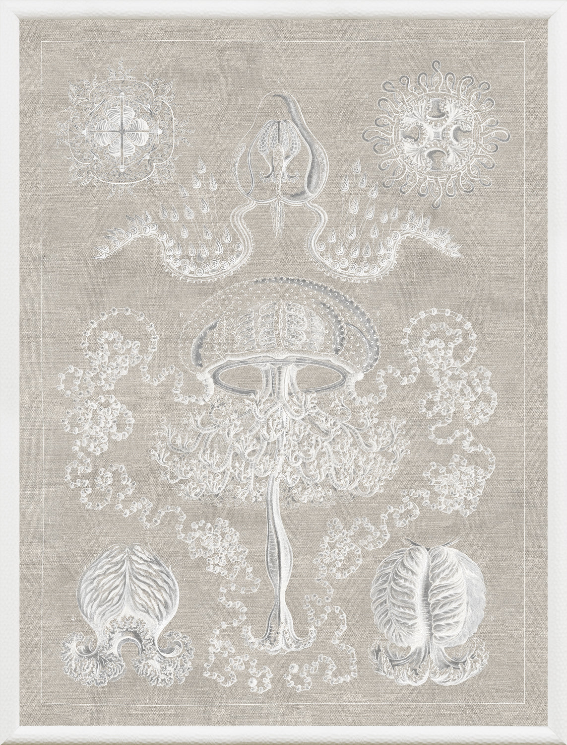 Marine Phyla II wall art featuring detailed jellyfish and marine life illustrations on a beige background.