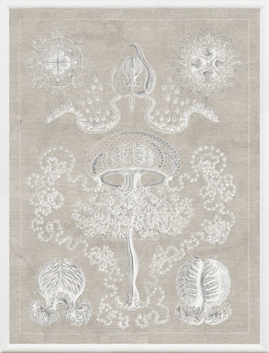 Marine Phyla II wall art featuring detailed jellyfish and marine life illustrations on a beige background.