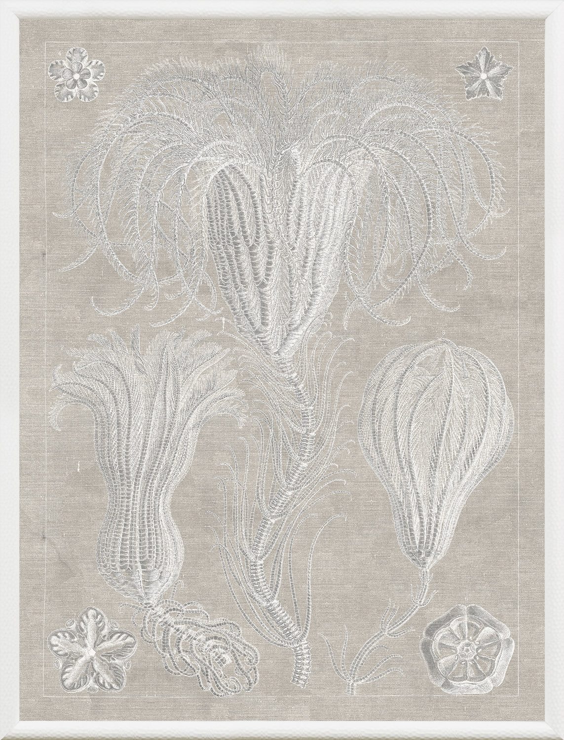 Marine Phyla III wall art featuring intricate white marine life illustrations on a beige background.