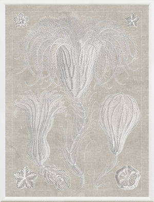 Marine Phyla III wall art featuring intricate white marine life illustrations on a beige background.