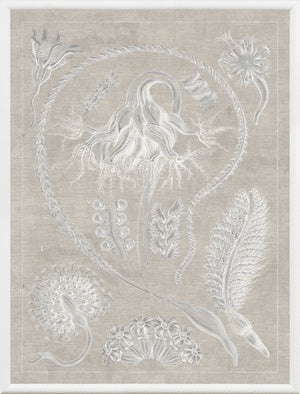 Marine Phyla VI wall art featuring intricate white marine life illustrations on a beige background.
