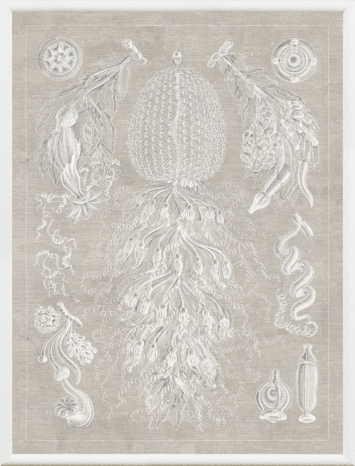 Marine Phyla VIII wall art featuring intricate marine illustrations in white on a beige background.