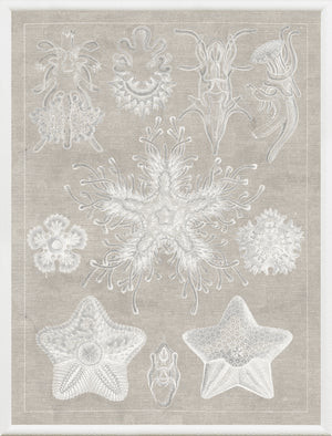Marine Phyla I — still life fine art print in neutral tones at Laurie Yapp Home
