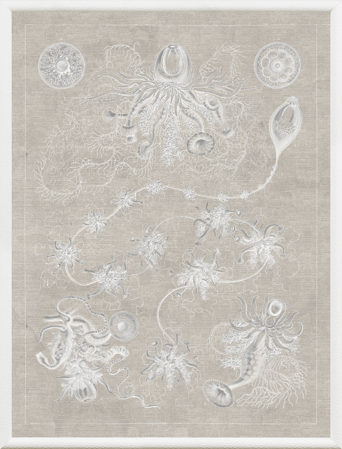 Marine Phyla V — still life fine art print shown from another angle