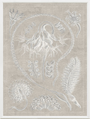 Marine Phyla VI — still life fine art print in neutral tones at Laurie Yapp Home