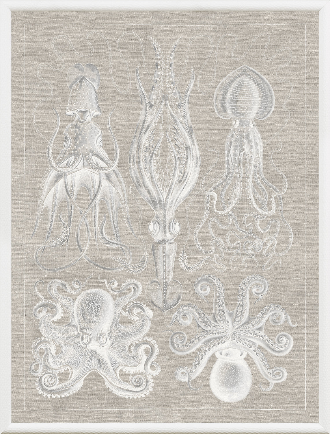 Marine Phyla VII — still life fine art print in neutral tones at Laurie Yapp Home