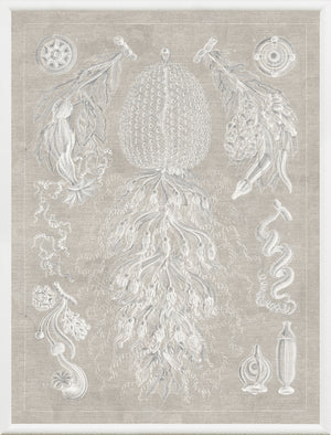 Marine Phyla VIII — still life fine art print in neutral tones at Laurie Yapp Home