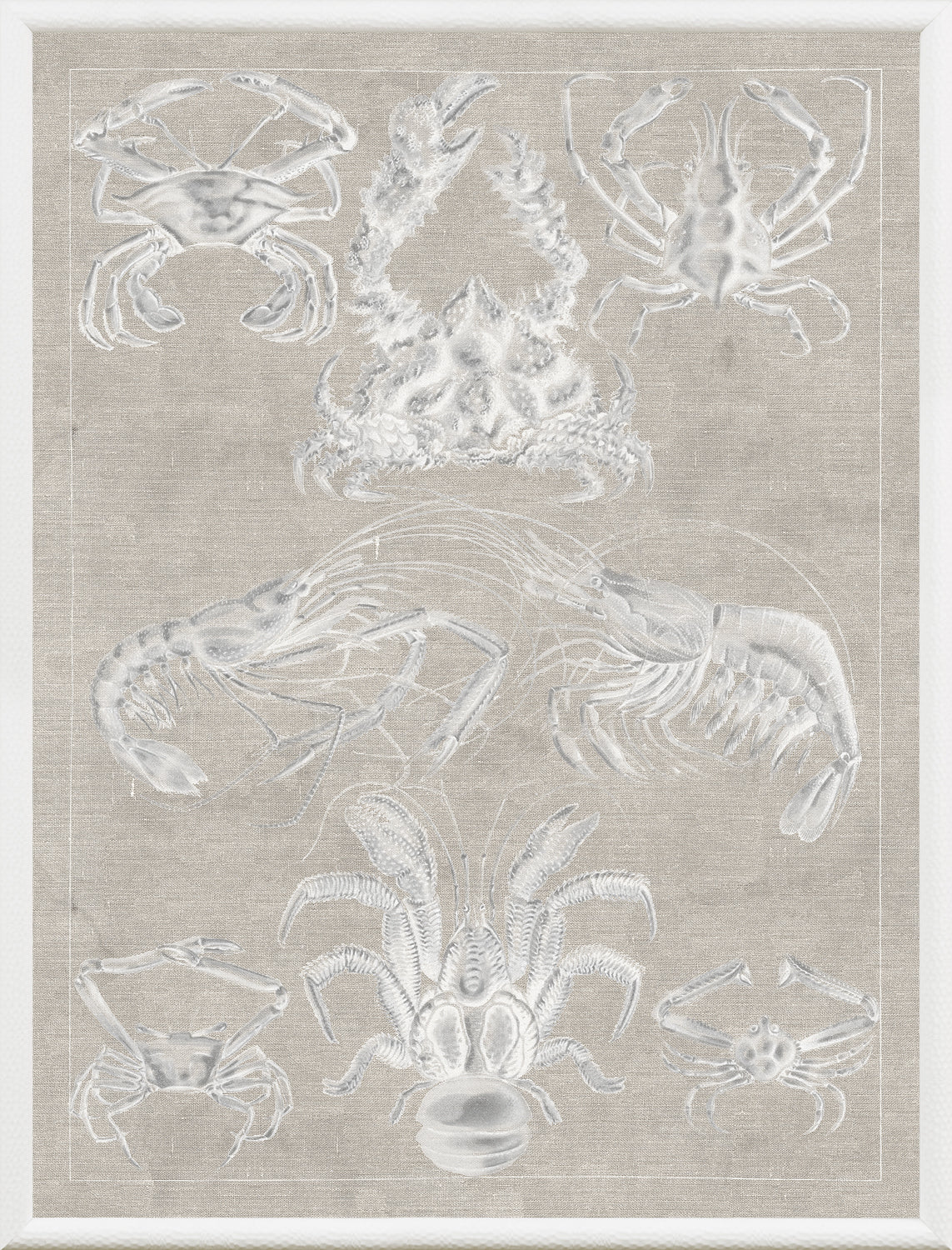 Marine Phyla IX — still life fine art print in neutral tones at Laurie Yapp Home