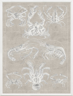 Marine Phyla IX — still life fine art print in neutral tones at Laurie Yapp Home