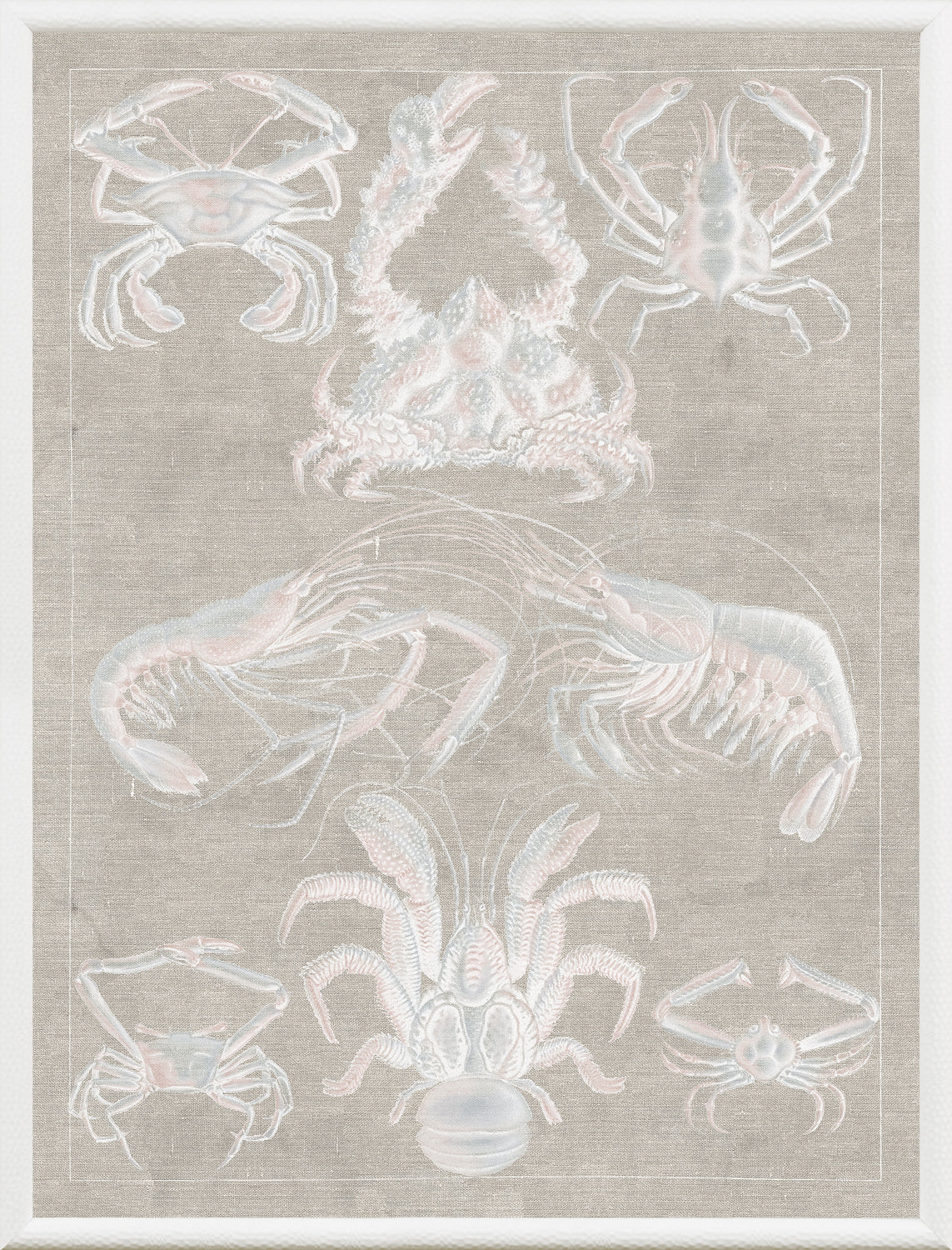 Marine Phyla IX — still life fine art print shown from another angle