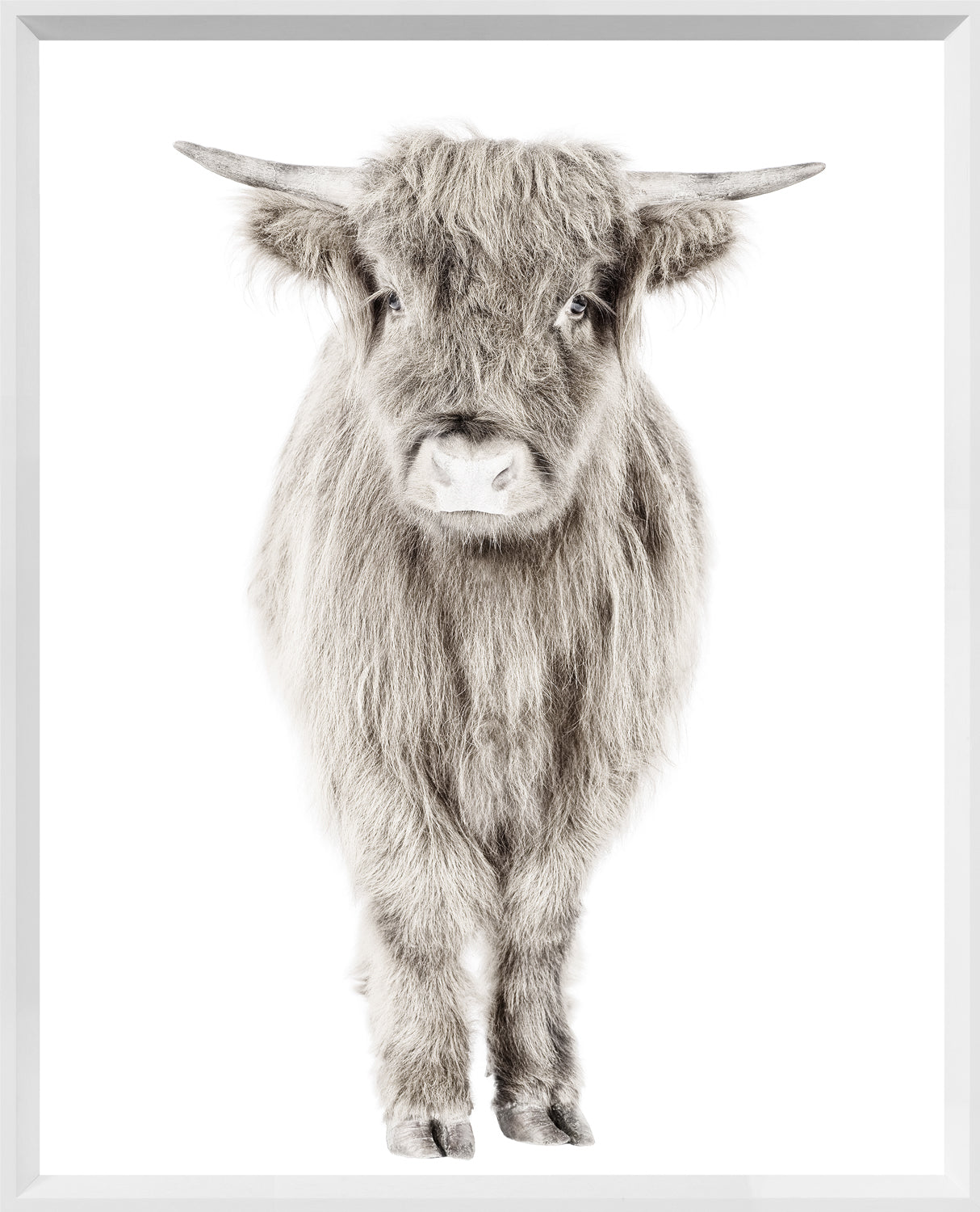 Highland Calf — nature and landscape fine art print in neutral tones at Laurie Yapp Home