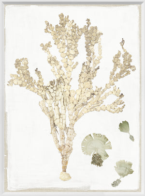 Tropical Pressings I wall art featuring pressed botanical elements in neutral tones on a white background.