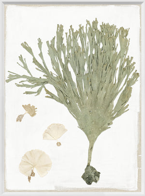 Tropical Pressings II wall art featuring pressed green seaweed and beige shells on a white background