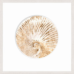 21 × 21 in – Glass Framed