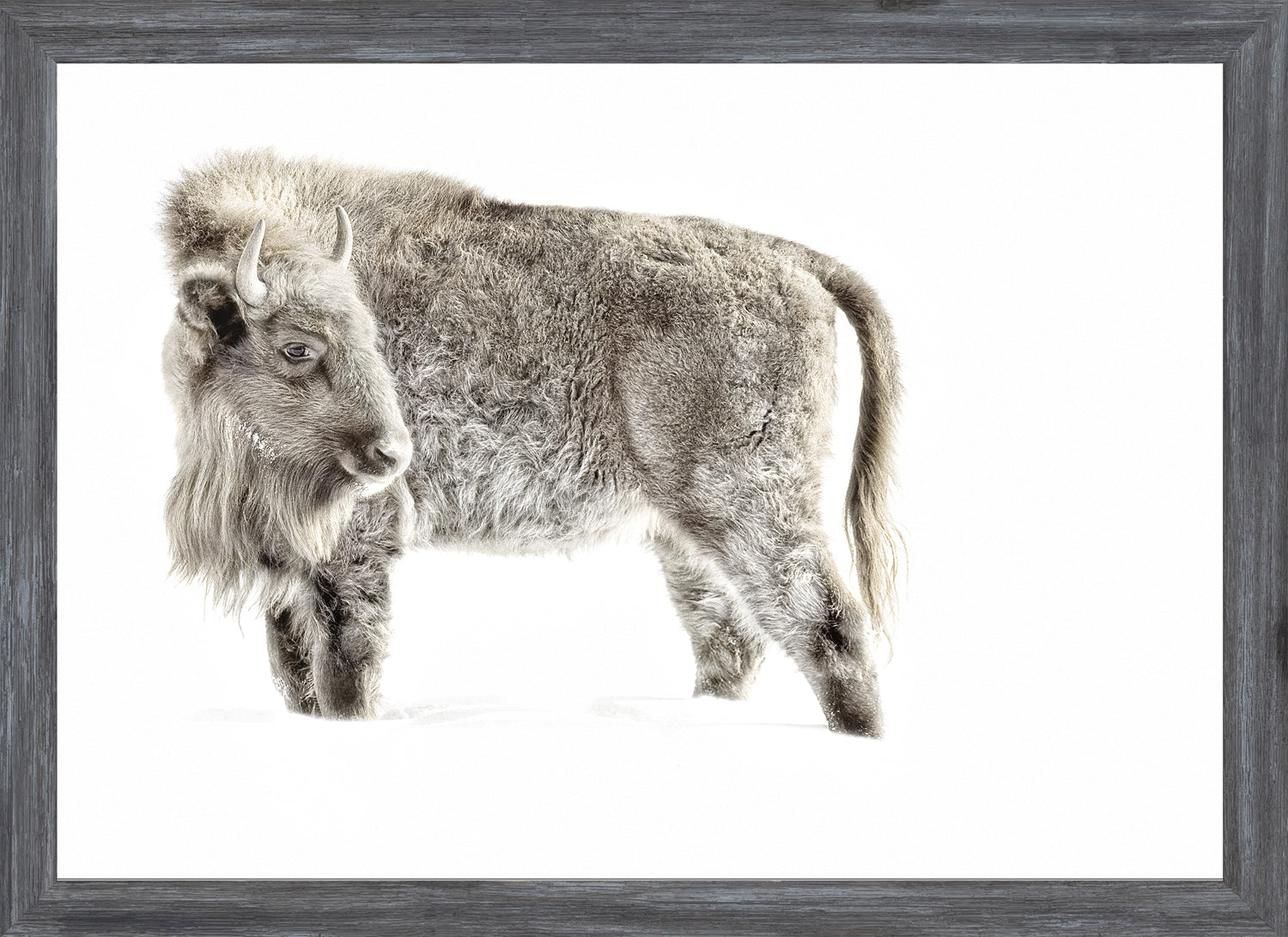 Juvenile Buffalo