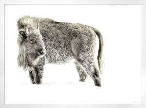 Juvenile Buffalo — nature and landscape fine art print shown from another angle
