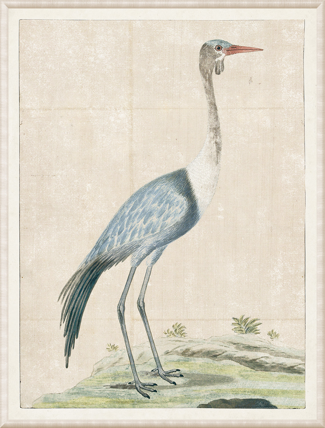 Gordon – Wattled Crane, 1778 wall art featuring a blue and white crane on a textured background