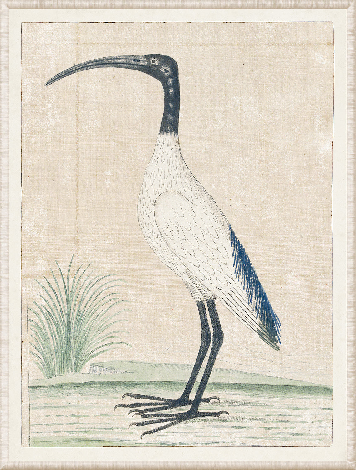 Gordon – African Sacred Ibis, 1778 wall art featuring a white ibis with a long beak and black head.