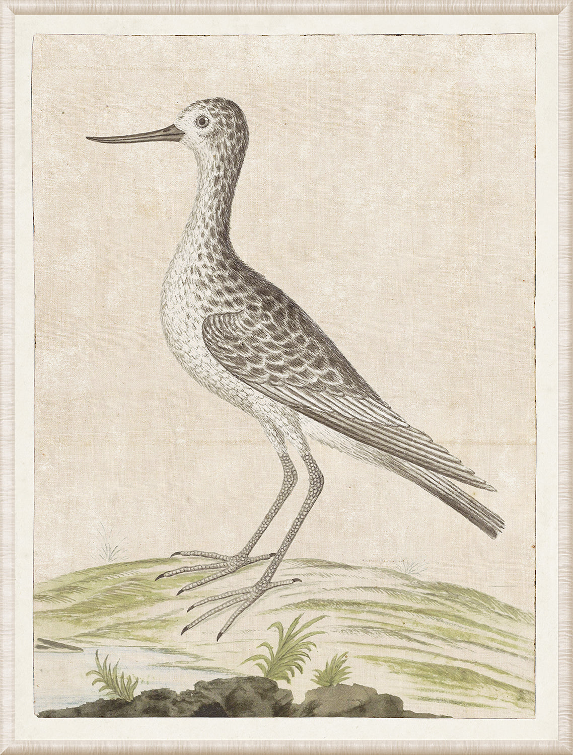 Gordon – Common Greenshank wall art featuring a detailed illustration of a bird on a textured background.