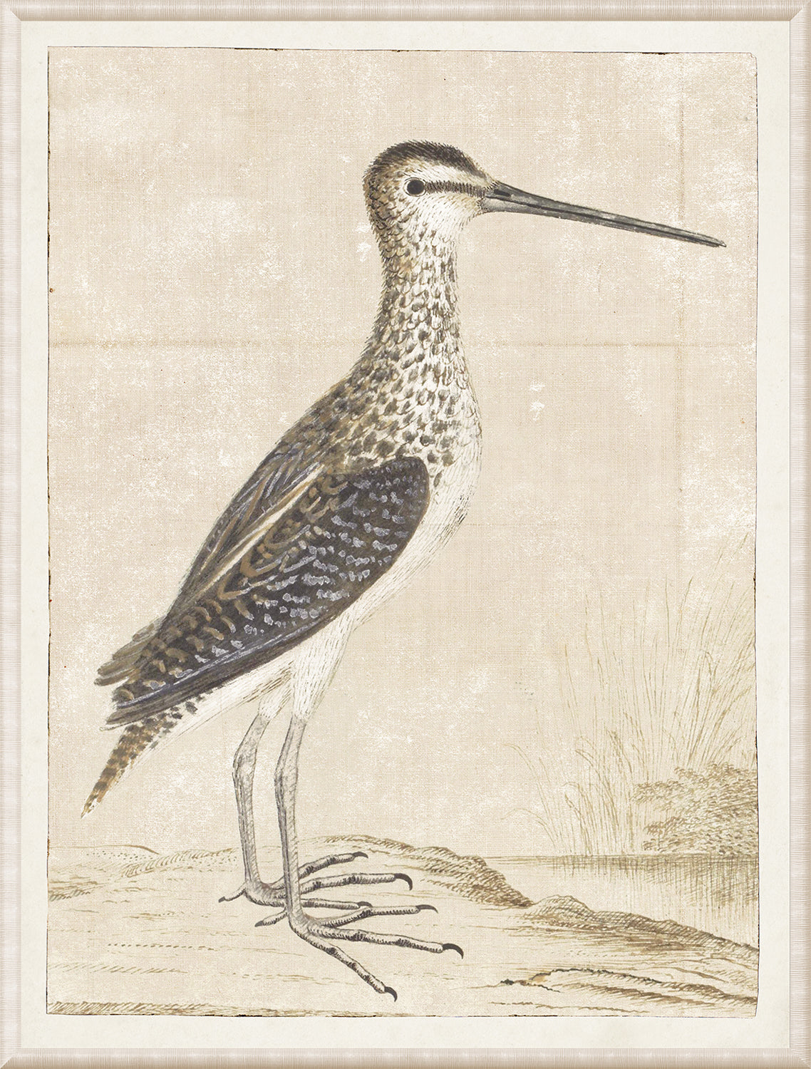 Gordon – African Snipe wall art featuring a detailed illustration of the bird in natural colors.
