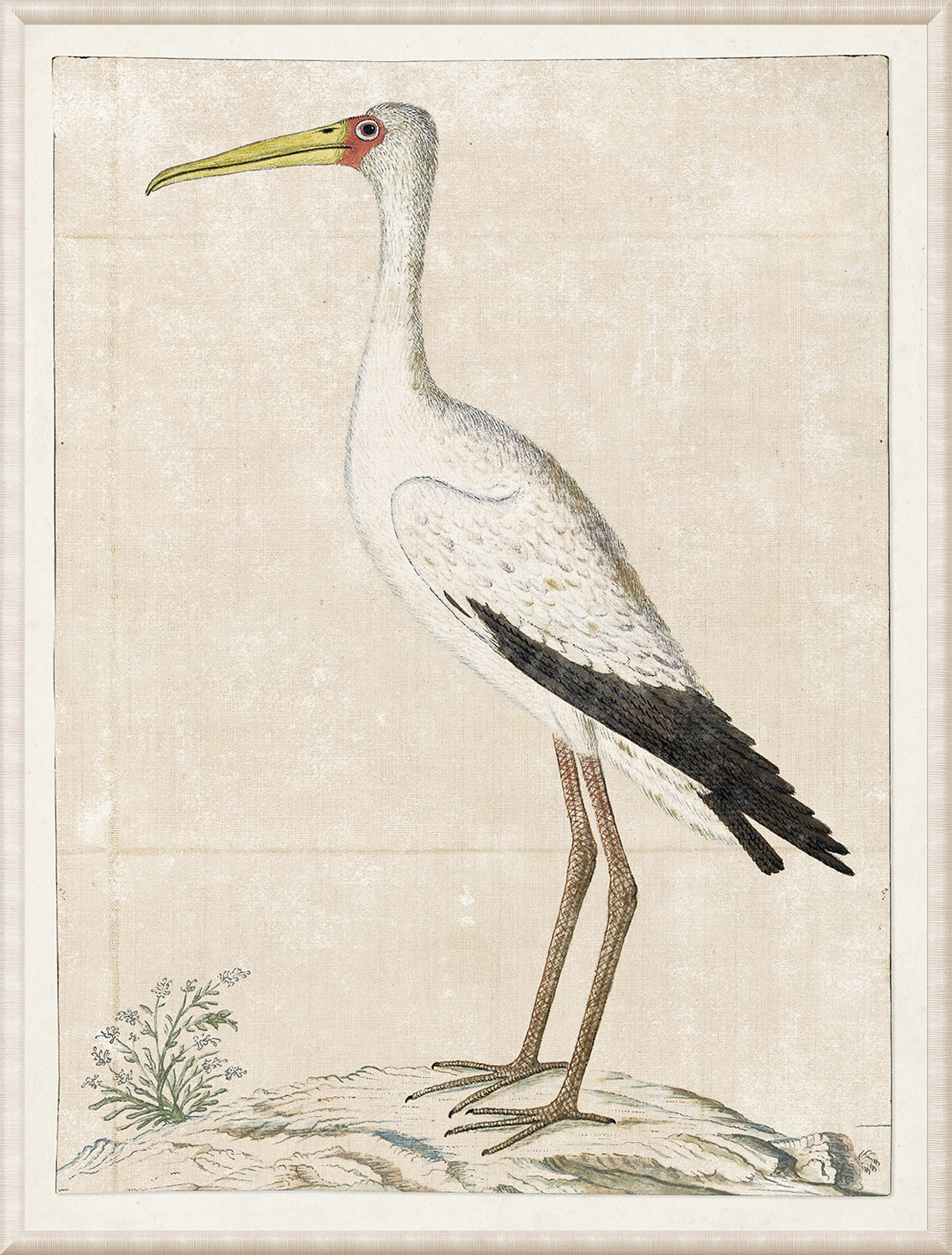 Gordon – Wood Stark, 1778 wall art featuring a detailed illustration of a white stork.