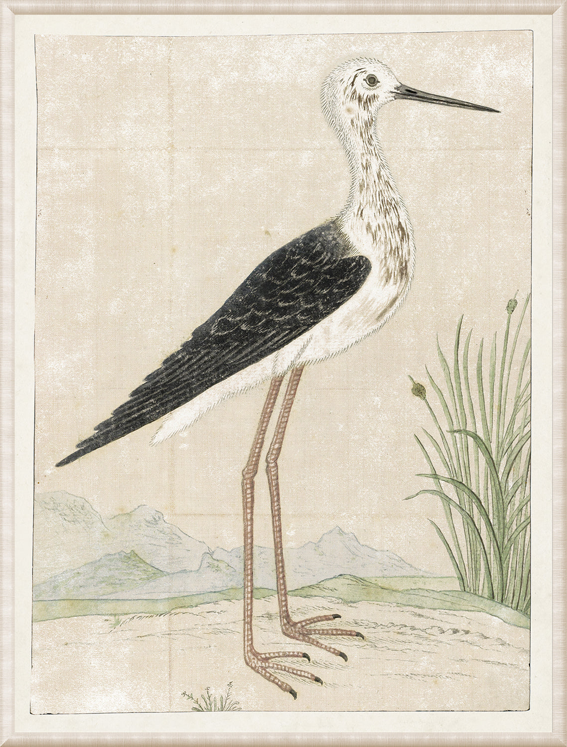 Gordon – Black Winged Stilt wall art featuring a detailed illustration of a bird with black and white plumage.