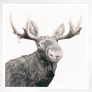 Happy Moose framed photograph