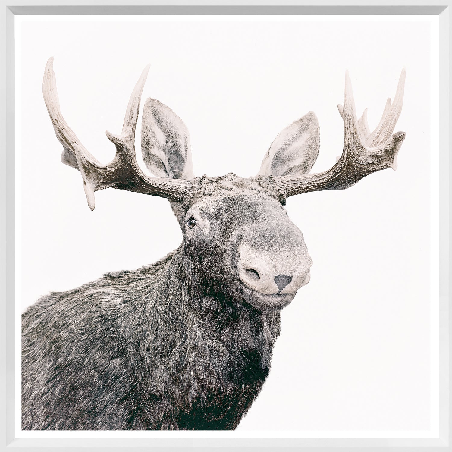 Happy Moose — nature and landscape fine art print in neutral tones at Laurie Yapp Home