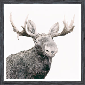 Happy Moose — nature and landscape fine art print shown from another angle