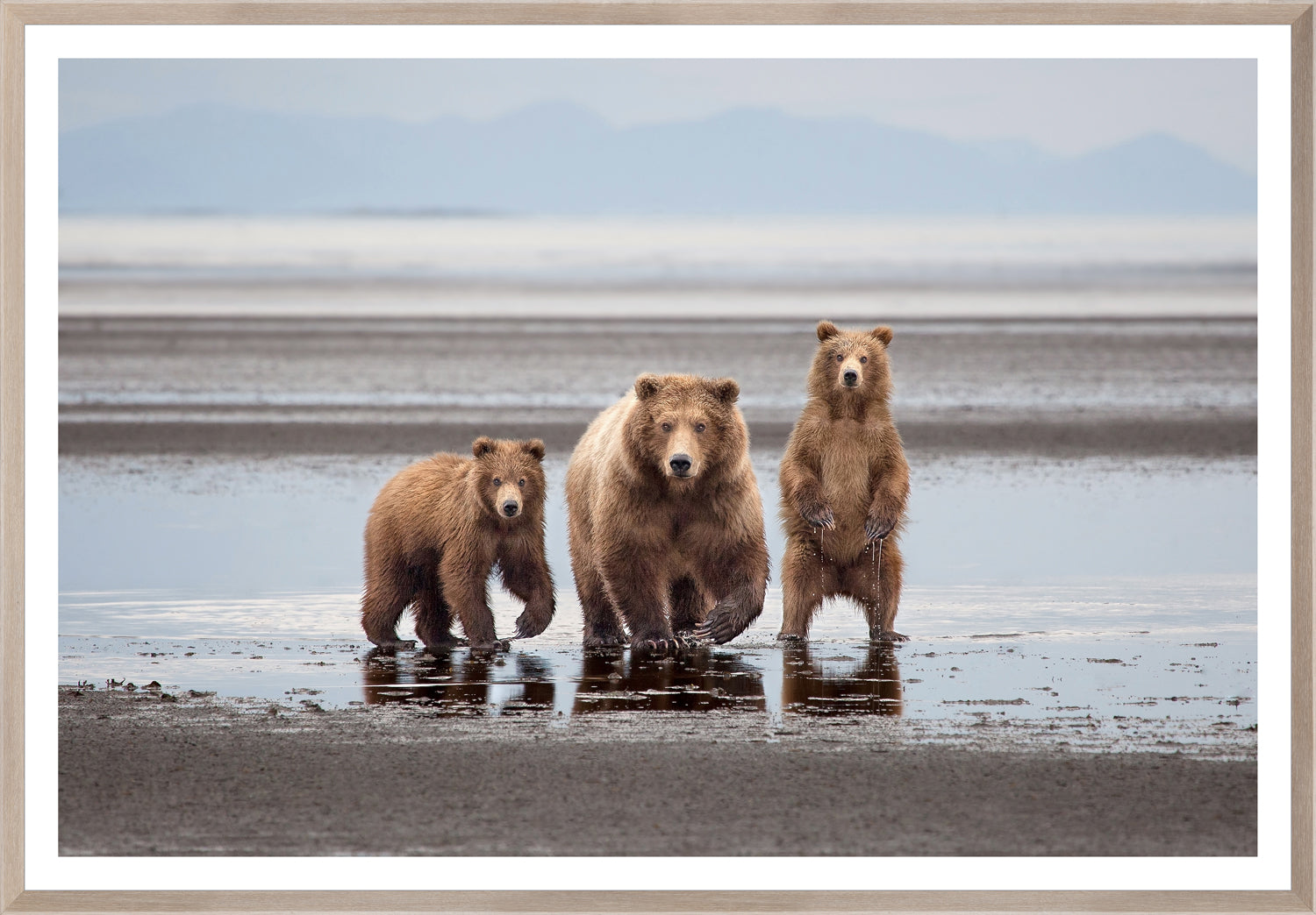 Natural Bear Family framed art print