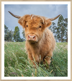 Natural Highland Calf framed art print