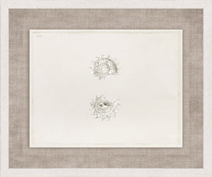 Anna’s Shells, Circa 1822 – IV wall art featuring two detailed shell illustrations on a light background.